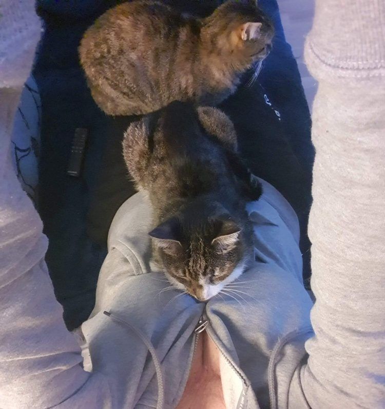 5 sposobów na to, jak wzbudzić zaufanie kota