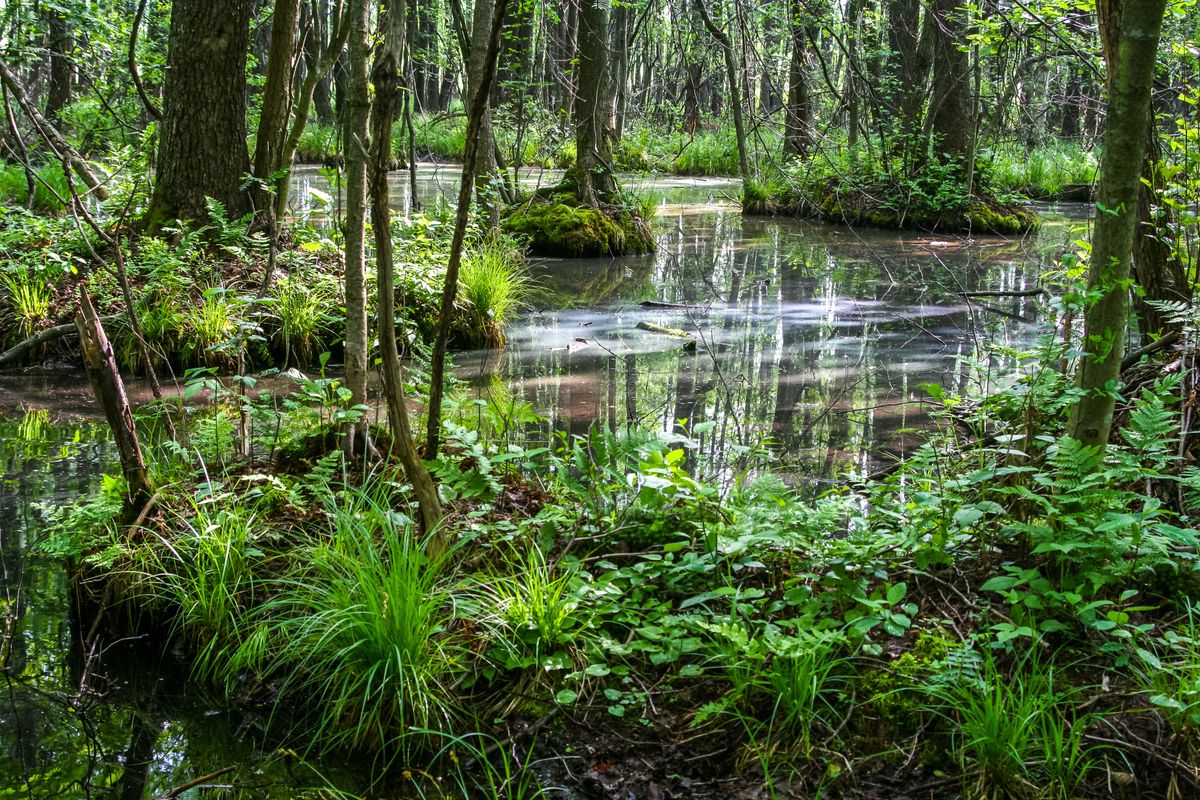 Puszcza Białowieska to jedyny las naturalny w Europie