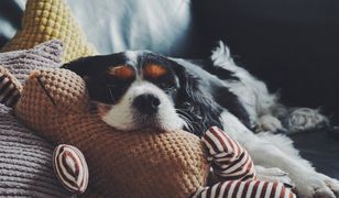 Zostaw zwierzę w domu bez obaw. Smart gadżety dla psów i kotów