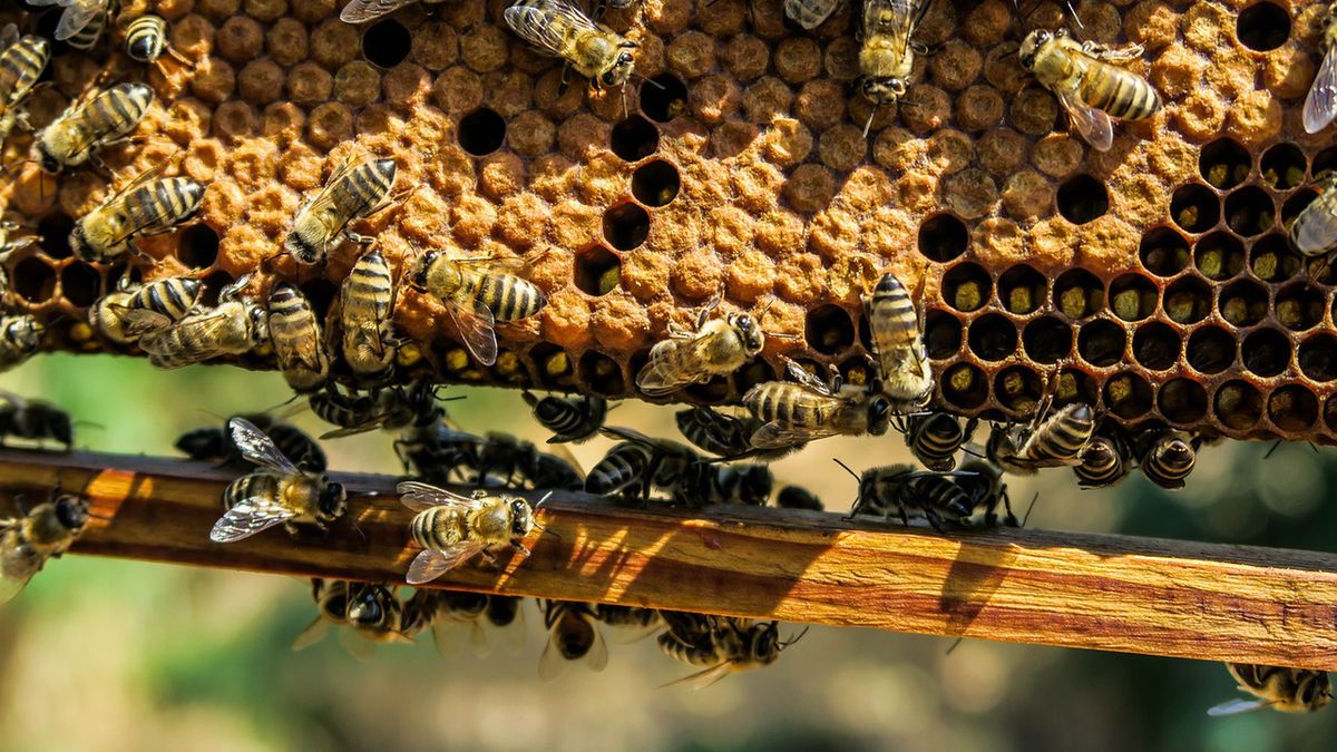 Zaatakowało go ponad 200 pszczół. Fot. Pixabay/zdjęcie ilustracyjne