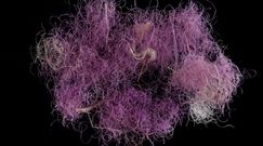 Niezwykłe odkrycie z czasów biblijnego króla Salomona