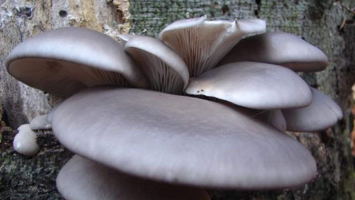 Zdjęcie podglądowe.