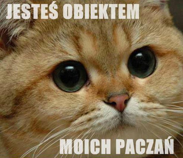 Nyan Cat, kot paczacz, Kitler. 10 najlepszych kocich memów [wideo i zdjęcia] 2