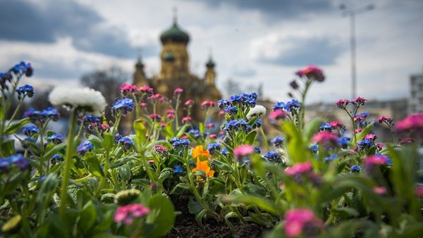 Warszawa. Trwają wiosenne nasadzenia roślin kwitnących