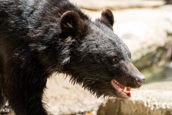 Rekordowa liczba ataków niedźwiedzi w Japonii. Podano dane