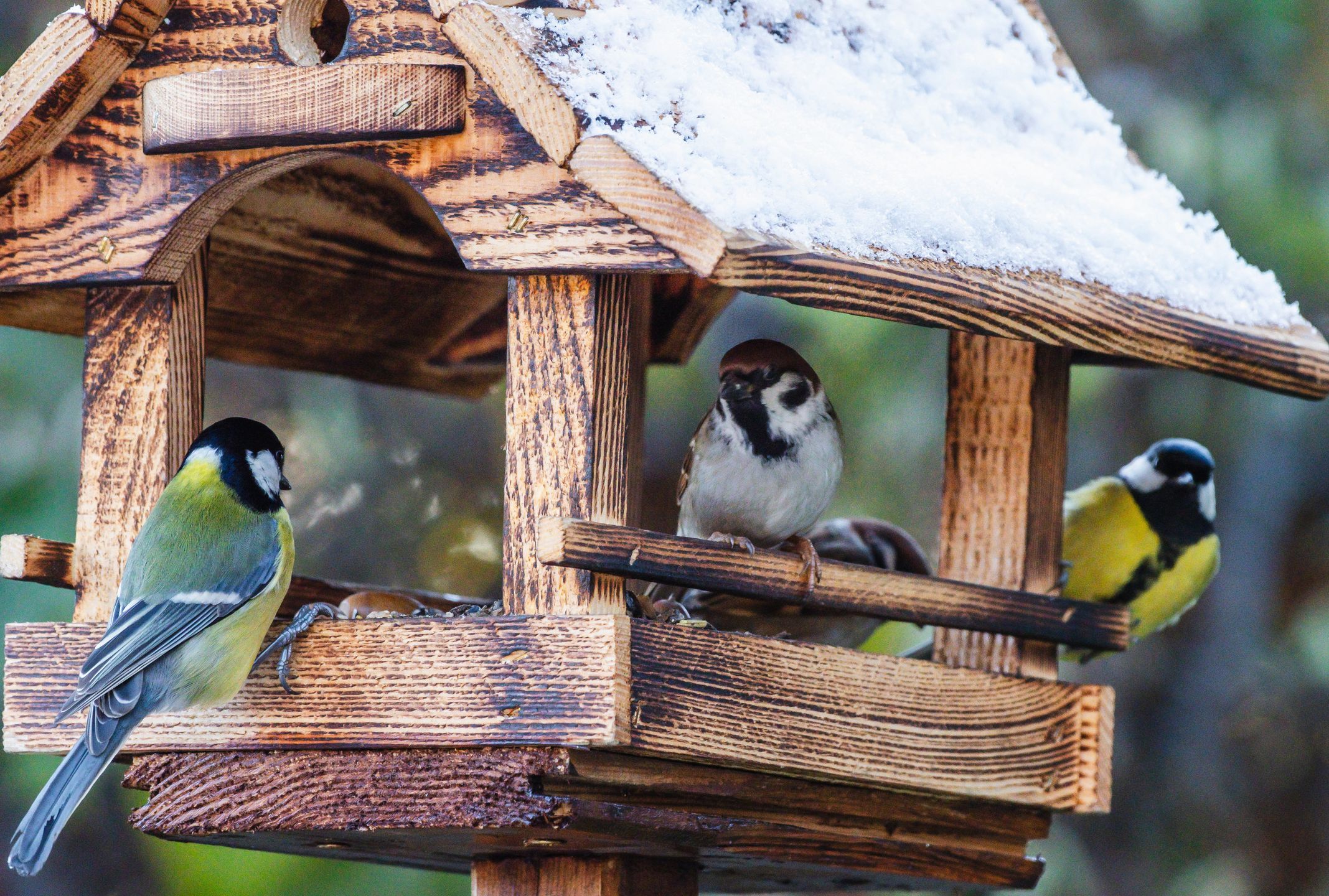Podglądanie życia ptaków w karmniku sprawia wielu osobom 
