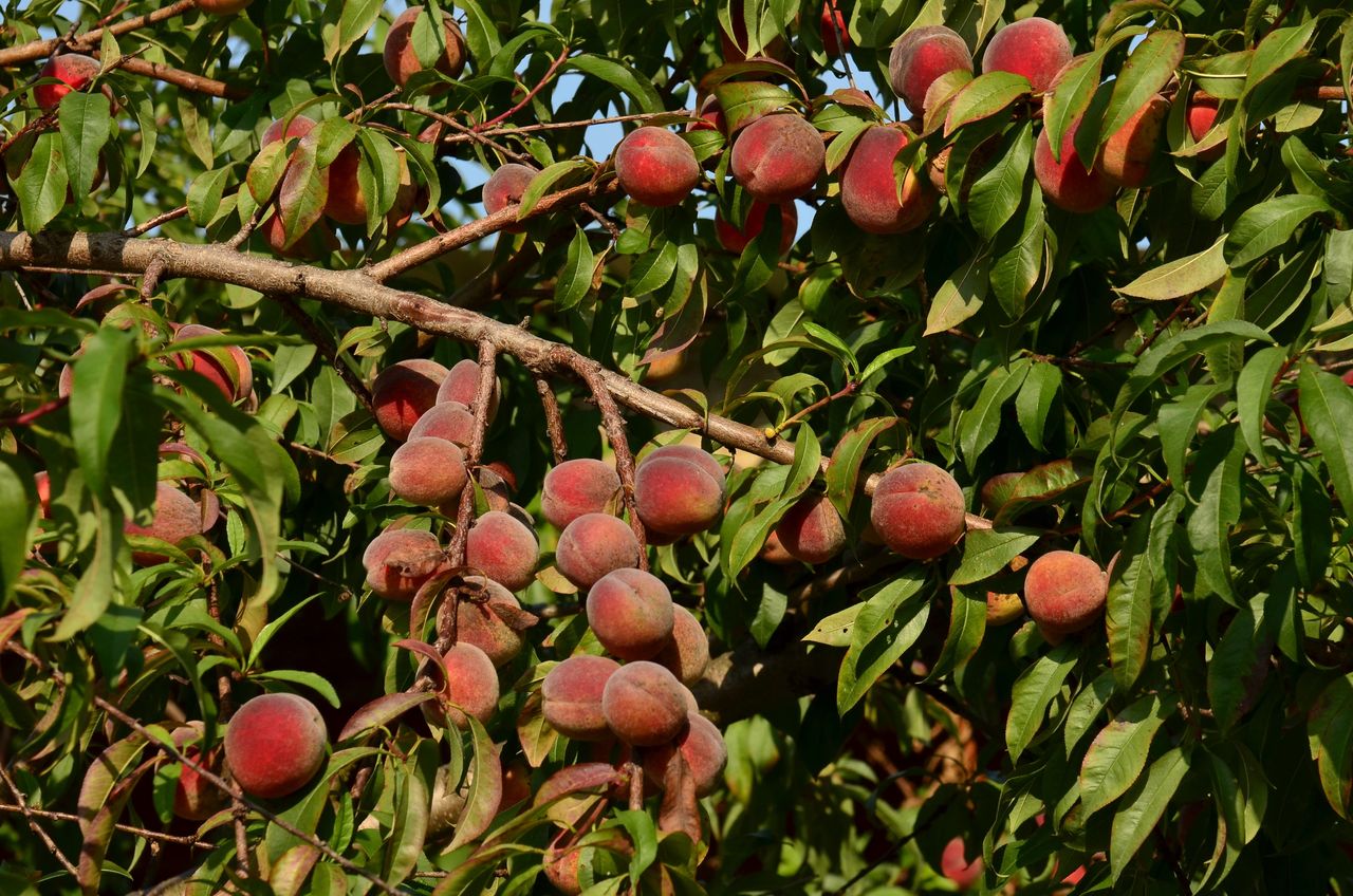 Jak dbać o drzewka owocowe?