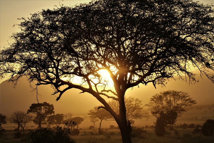 Na sawannie rosną drzewa i krzewy o grubej korze, m.in. akacja, baobab czy aloes