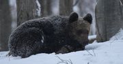 Niedźwiedzie w Bieszczadach poszły spać. Jest apel o ciszę