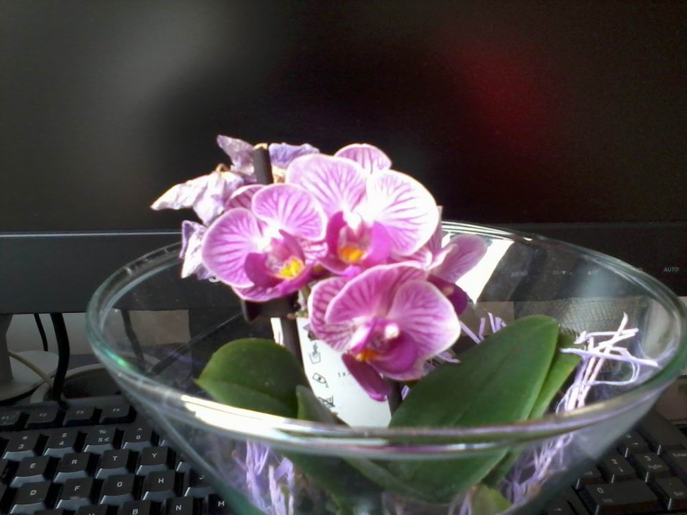 Samsung Ch@t 350 C3500 - test 14