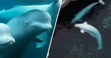 Dramatyczna sytuacja w Marineland. Ssakom grozi śmierć