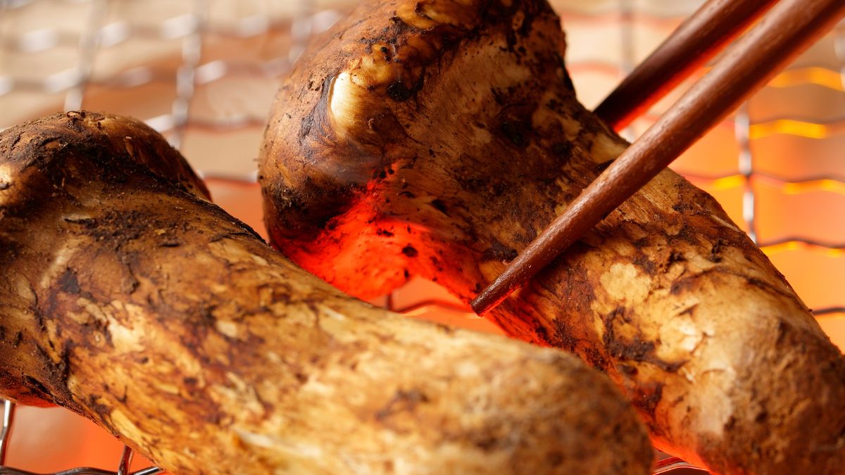 Gąska sosnowa to najdroższy grzyb