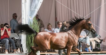 Aukcja koni "Pride of Poland". Po zeszłorocznym skandalu uda się odbudować prestiż imprezy?