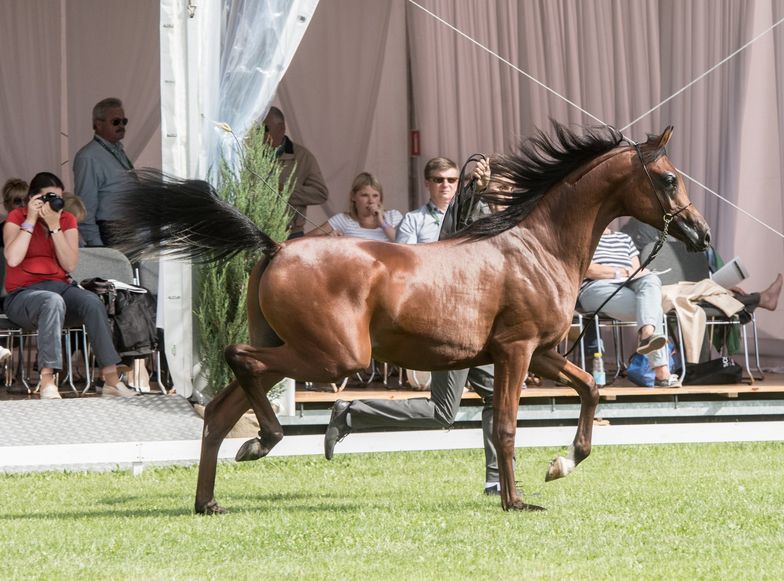 W Janowie od ok. 100 lat organizowane są prestiżowe aukcje koni rasowych.