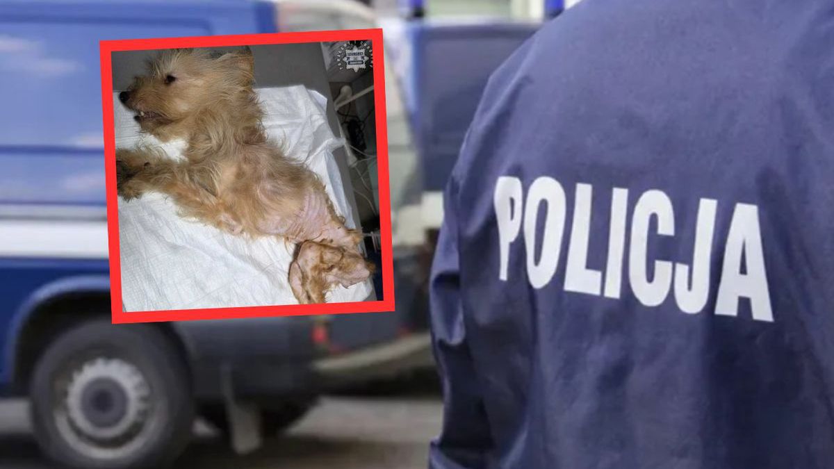Skrajne zaniedbanie psów w Jaworznie. Policja interweniuje