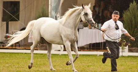 Pride of Poland 2016 - będzie śledztwo w sprawie aukcji klaczy Emira
