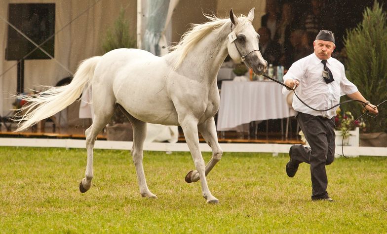 PO złożyła zawiadomienie do prokuratury ws. aukcji w Janowie Podlaskim
