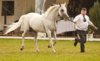 Pride of Poland 2016 - będzie śledztwo w sprawie aukcji klaczy Emira