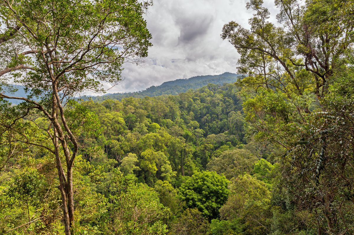 Hikers' rare encounter with elusive Sumatran rabbit ignites wildlife awe