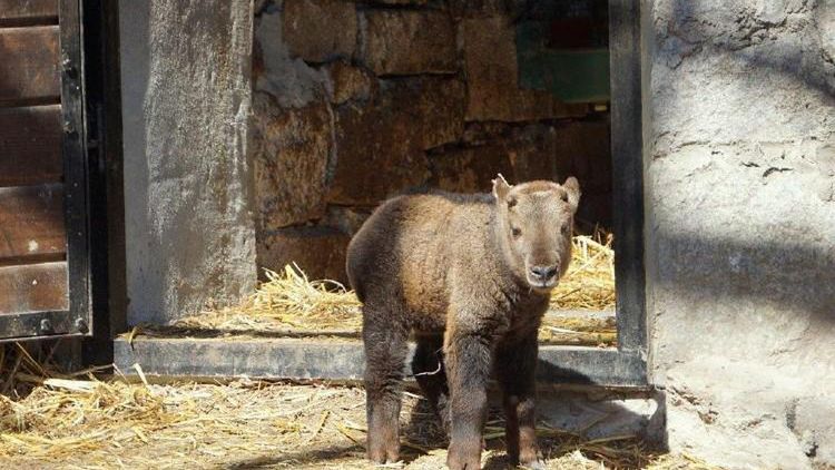 Takin złoty urodził się we wrocławskim ZOO - to niezwykle rzadki gatunek.
