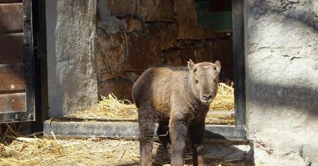 Wrocław: w ZOO urodził się przedstawiciel najrzadszego z gatunków