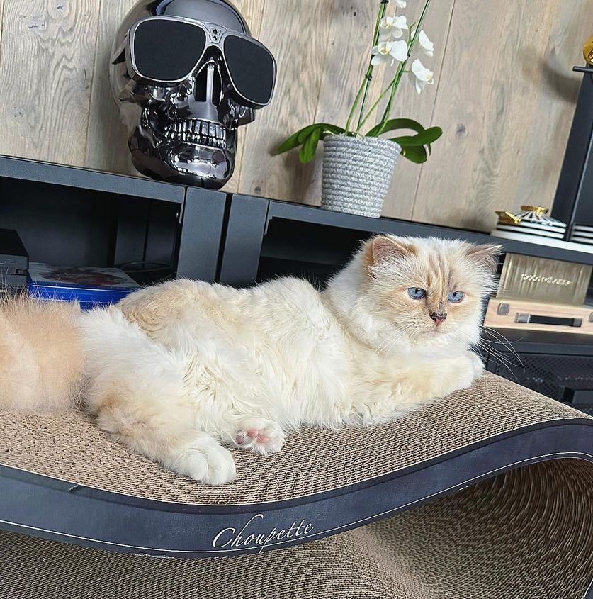 Choupette, the cat of Karl Lagerfeld.