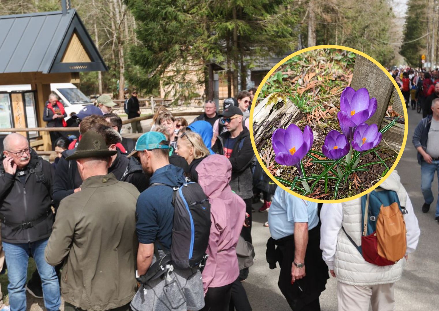 Tłumy w Tatrach. Turyści chcą zobaczyć kwitnące krokusy