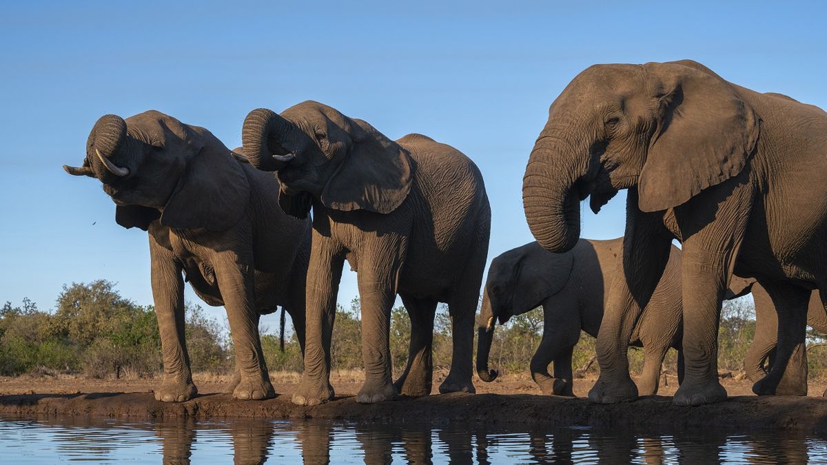 Ponad 300 słoni padło w Botswanie.