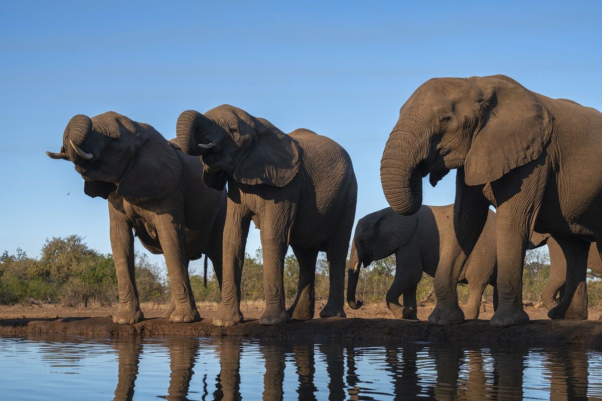 Over 300 elephants have died in Botswana.