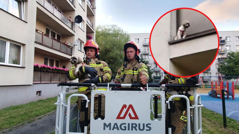 Strażacy uratowali czworonoga