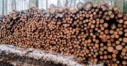 Palenie mokrym drewnem. Ryzyko dla portfela, zdrowia i środowiska
