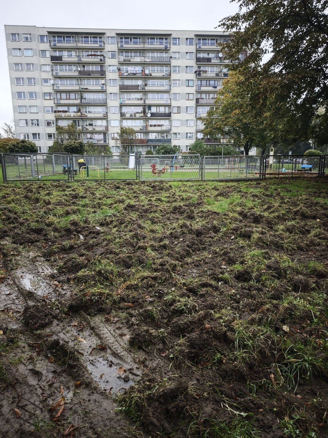Dziki grasują w centrum Chrzanowa