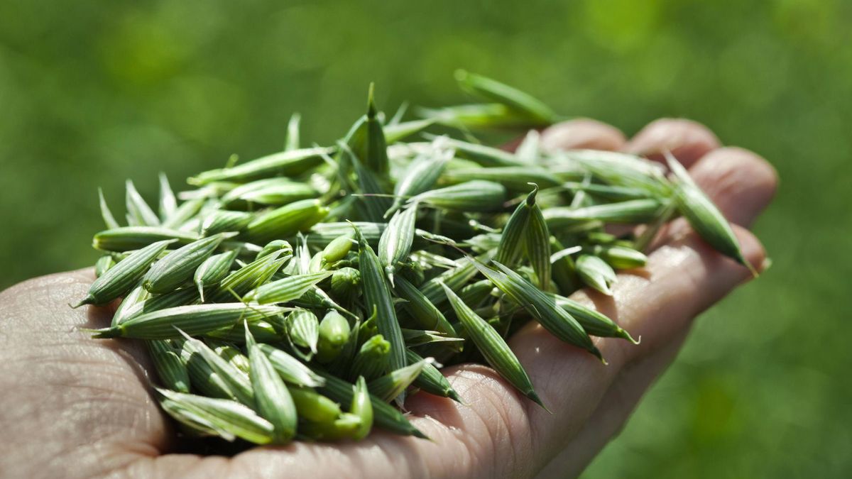 Nalewka z ziela owsa na stres i przemęczenie