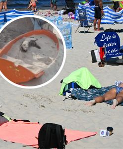 Przykre, co zastał na plaży w Ustce. Pokazał wymowne zdjęcie