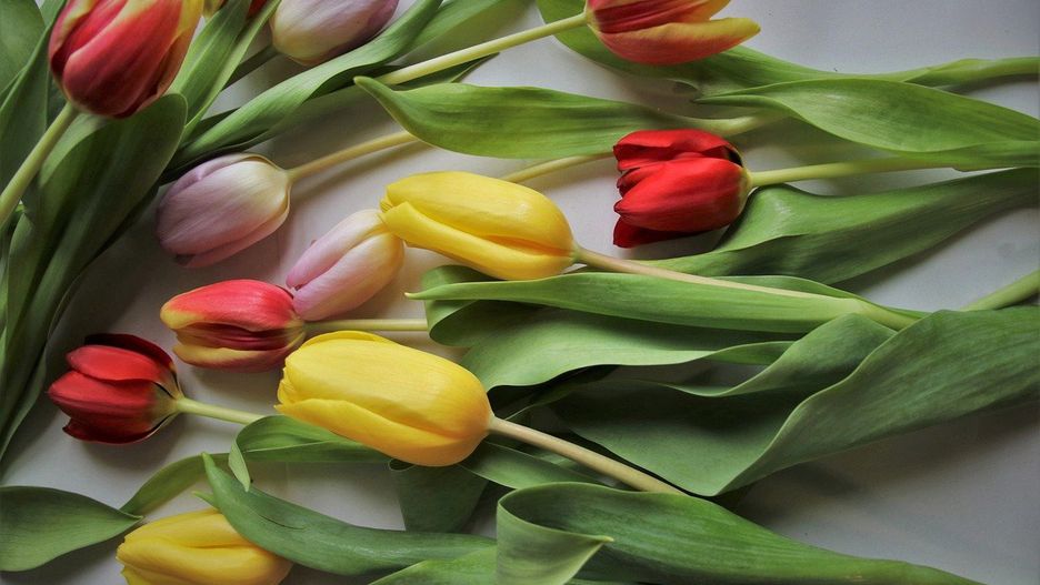 Życzenia na Dzień Kobiet