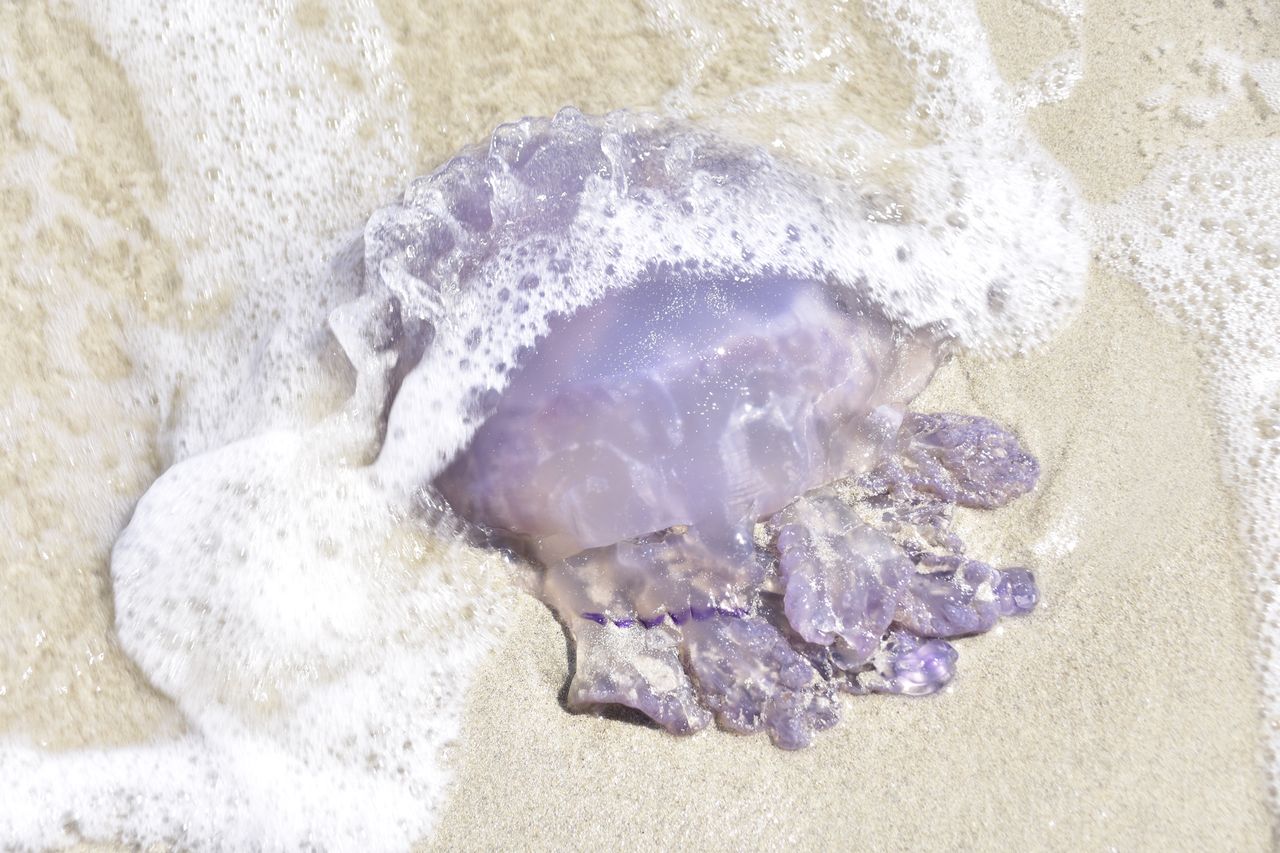 Europejska wyspa ma problem. Niebezpieczne zwierzęta na plażach