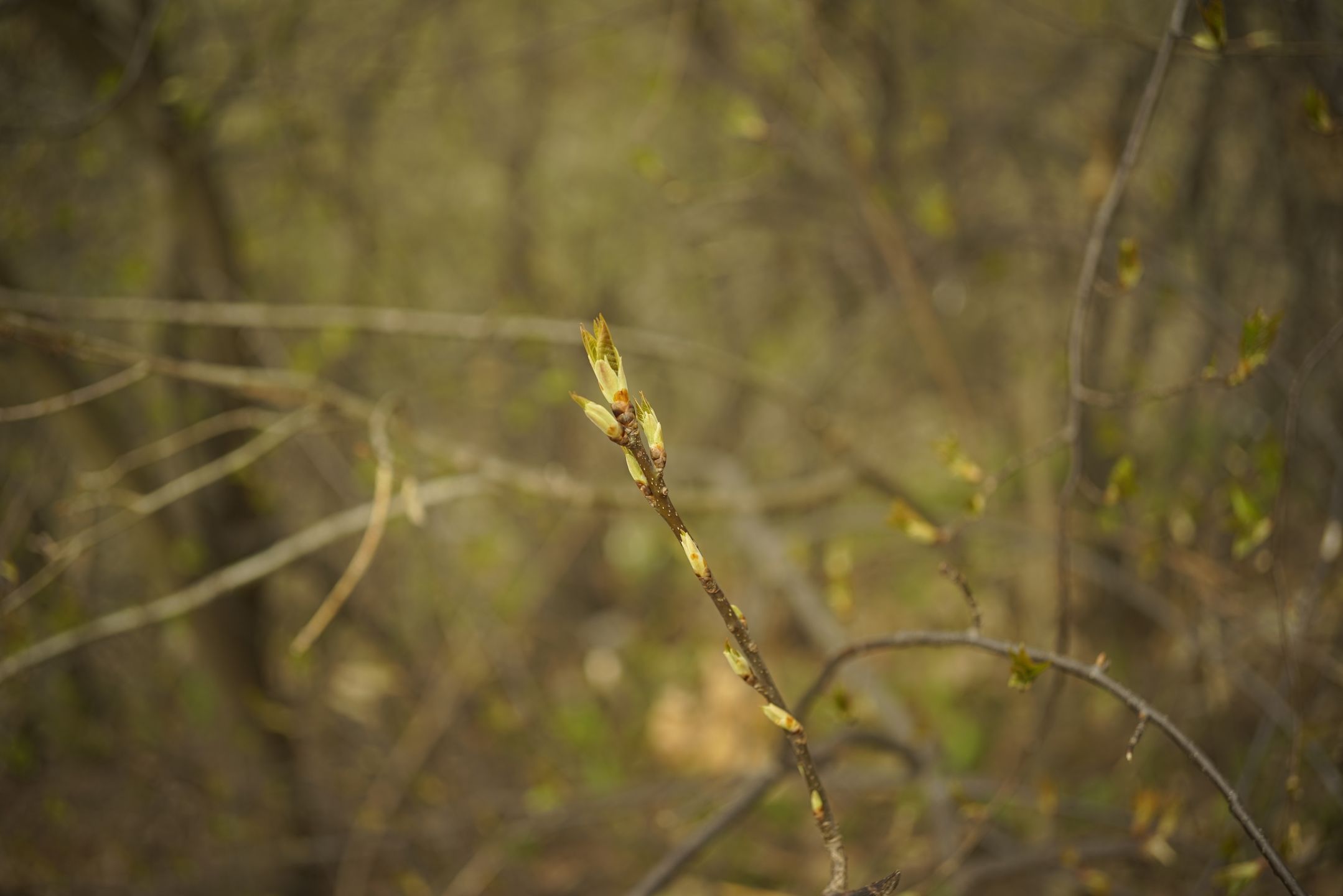 Voigtländer 40 mm F 2,8 Heliar - zadziwiający obiektyw! 19
