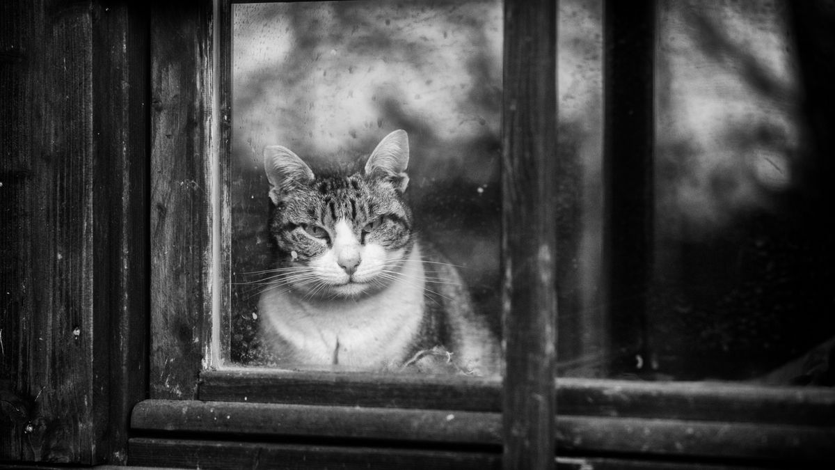 Sabrina Boem oddaje cześć bezdomnym i opuszczonym kotom w swoim projekcie fotograficznym 1