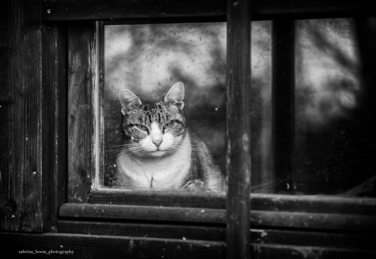 Sabrina Boem oddaje cześć bezdomnym i opuszczonym kotom w swoim projekcie fotograficznym