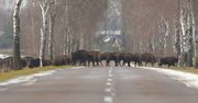 Podlasie. Stado żubrów przecięło mu drogę. "Niewiarygodne"