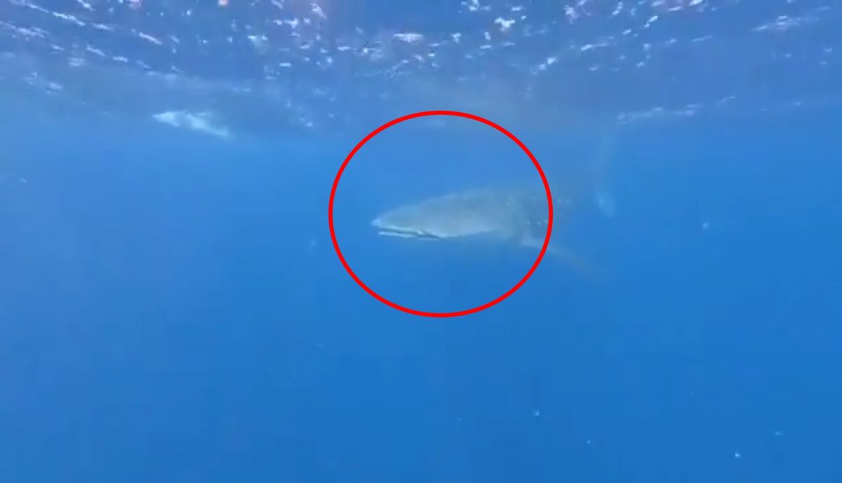 Rekin wielorybi pojawił się u wybrzeży Hurghady