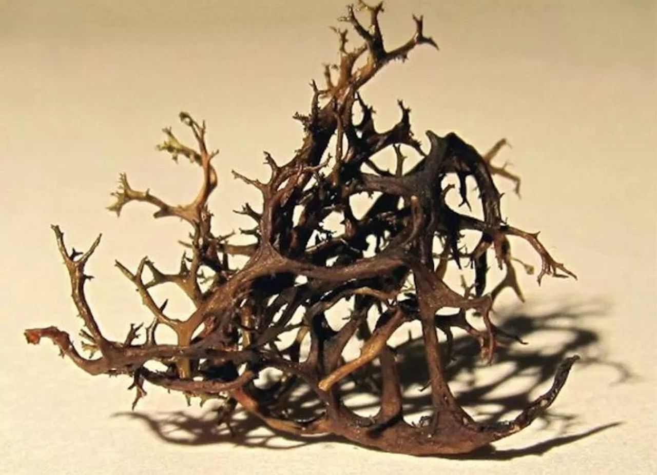 Cetraria aculeata