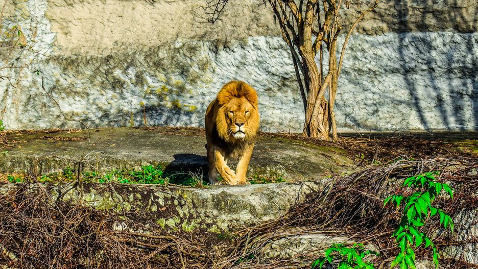 Lew zaatakował pracownika zoo