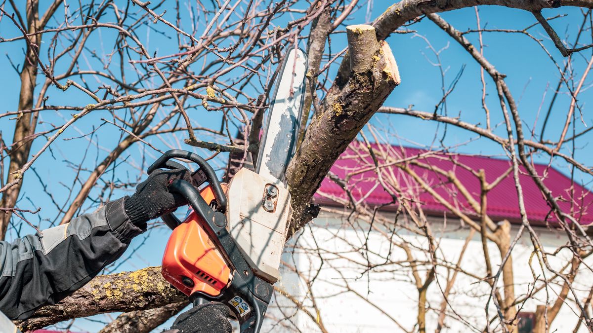 A man trims fruit trees with a chainsaw. Sanitary pruning of trees in the spring in the gardenA man trims fruit trees with a chainsaw. Sanitary pruning of trees in the spring in the garden.agriculture, branches, care, chainsaw, cut, cutting, environment, equipment, fruit, garden, gardening, growing, growth, harvest, health, job, labor, landscaping, maintenance, man, management, nature, outdoor, plants, pruning, safety, sanitation, saw, seasonal, skill, spring, sunlight, technique, tools, tree, trees, trimming, wood, man, pruning, fruit, trees, chainsaw, sanitation, trimming, spring, garden, gardening, saw, landscaping, maintenance, agriculture, tools, branches, growth, care, equipment, outdoor, nature, safety, skill, technique, tree, environment, seasonal, job, labor, plants, growing, harvest, cutting, health, management, wood, cut, sunlight