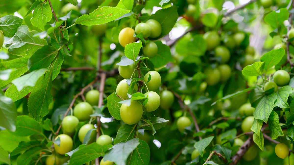 Zielone śliwki/ Adobe Stock