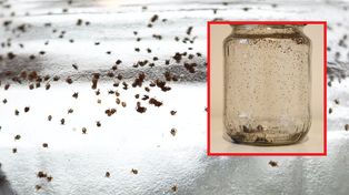 Włożył "mamę-kleszcza" do słoika. Efekt eksperymentu leśnika mrozi krew w żyłach
