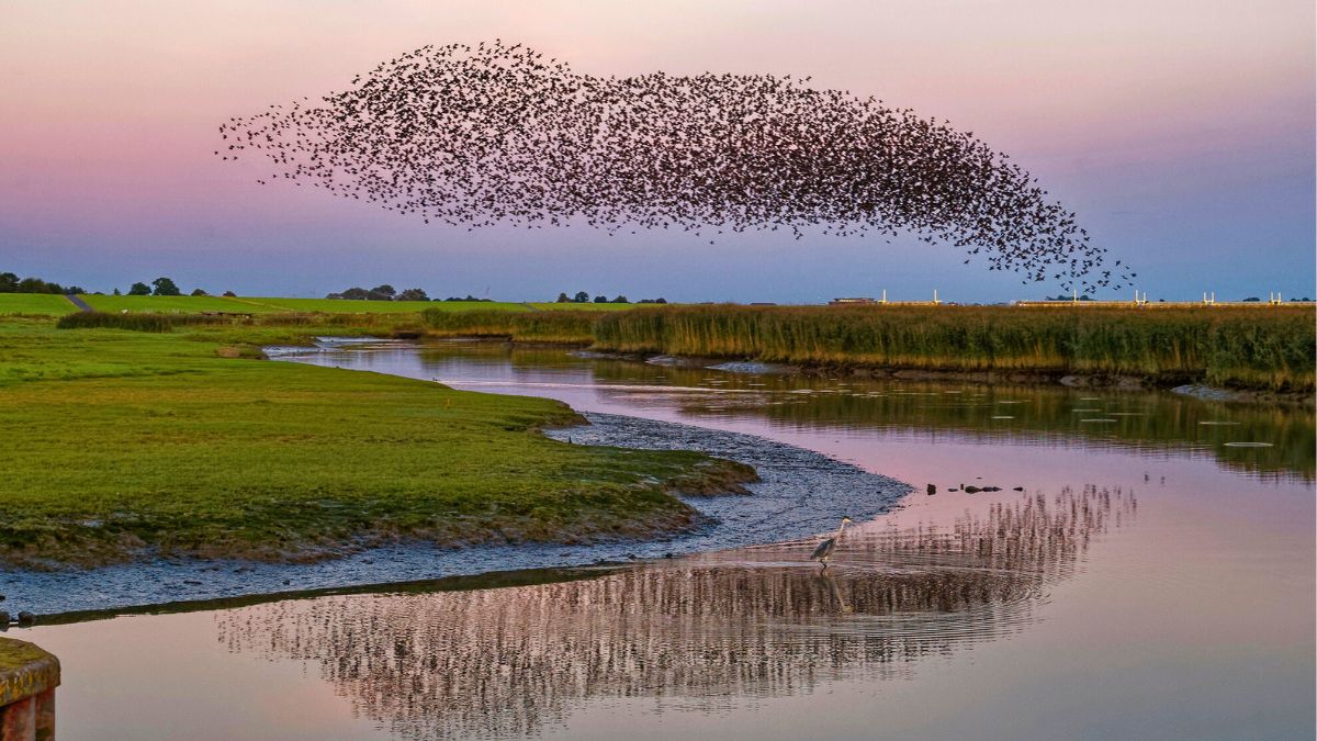 Stado ptaków nad rzeką