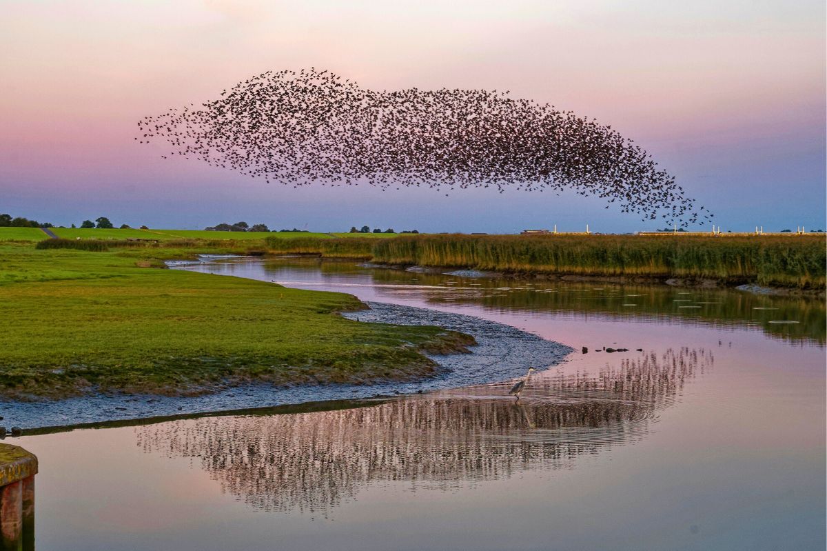 Stado ptaków nad rzeką