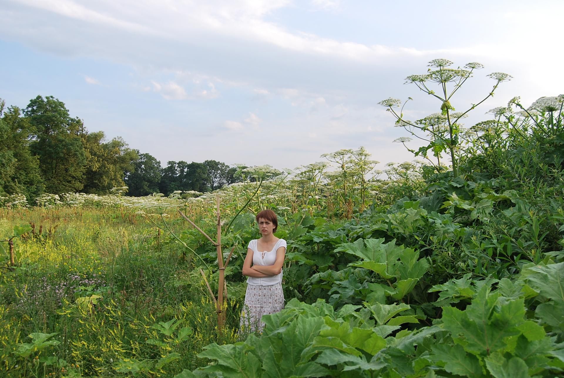 Barszcze kaukaskie są przeważnie wyższe od człowieka [barszcz.edu.pl](http://barszcz.edu.pl/pokroj-barszczu-sosnowskiego-i-barszczu-olbrzymiego/)