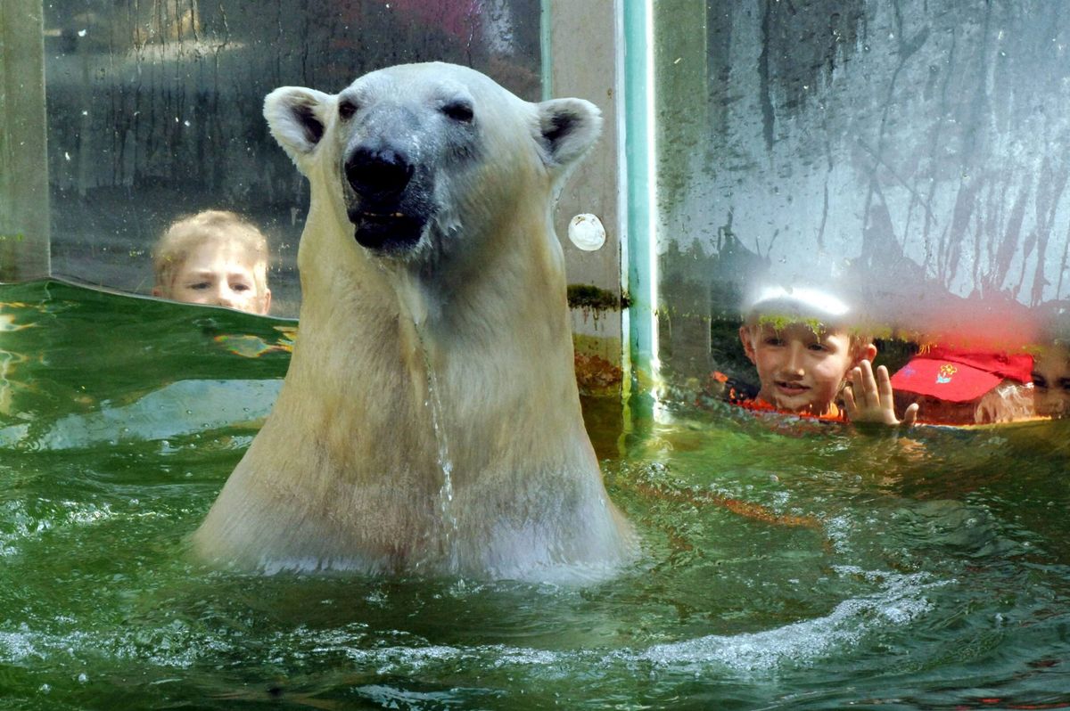 Niemcy. Zoo dopuszcza ubój zwierząt. Powodem koronakryzys